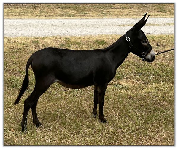 Lot 2 - Shortview's Nutella, black miniature donkey jennet offered in the North American Select Miniature Donkey Sale on August 6th, 2022.