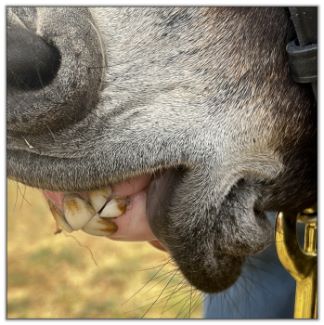 Lot 2 - Shortview's Nutella, black miniature donkey jennet offered in the North American Select Miniature Donkey Sale on August 6th, 2022.