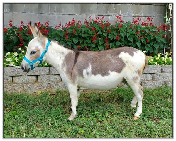 Lot 9 Bainbridges Sweet Dreams, Spotted jennet selling in the North American Select Miniature Donkey Sale in Corwith, Iowa on Augst 6, 2022.