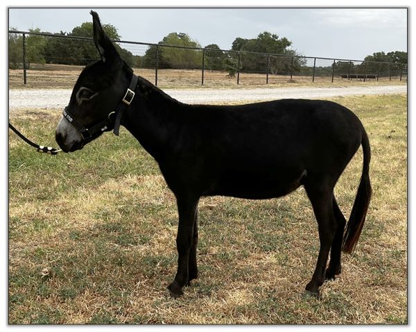 Lot 10 - Shortview's Pitch, miniature donkey jack selling on August 6th, 2022, at the North American Select Miniature Donkey Sale.