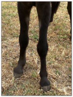 Lot 10 - Shortview's Pitch, miniature donkey jack selling on August 6th, 2022, at the North American Select Miniature Donkey Sale.