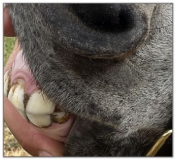 Lot 10 - Shortview's Pitch, miniature donkey jack selling on August 6th, 2022, at the North American Select Miniature Donkey Sale.