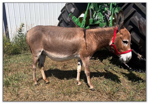 Lot 11 - Stalders Elsabelle, red jennet, selling with her dark red son by her side on August 6th, 2022, at the North American Select Miniature Donkey Sale.