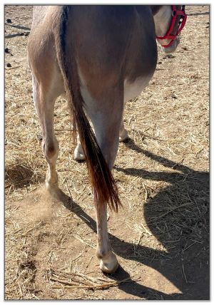 Lot 11 - Stalders Elsabelle, red jennet, selling with her dark red son by her side on August 6th, 2022, at the North American Select Miniature Donkey Sale.