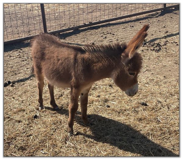 Lot 11 - Stalders Elsabelle, red jennet, selling with her dark red son by her side on August 6th, 2022, at the North American Select Miniature Donkey Sale.