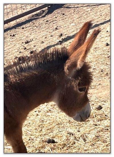 Lot 11 - Stalders Elsabelle, red jennet, selling with her dark red son by her side on August 6th, 2022, at the North American Select Miniature Donkey Sale.