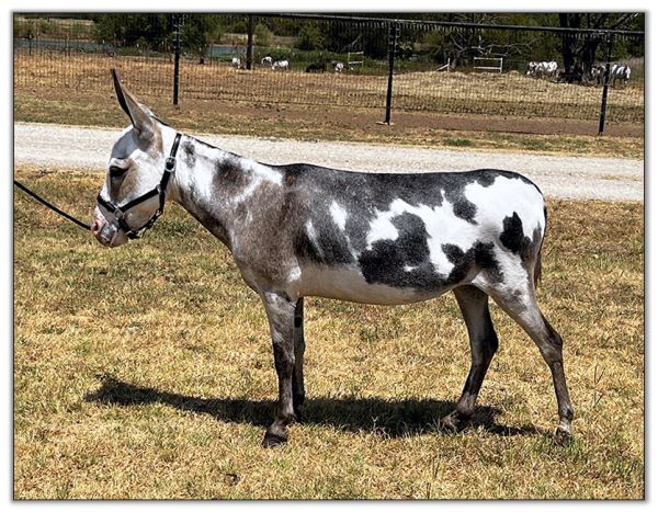 Substitute Lot 16A - Mi Lil Mini Grazia Sofia, spotted miniature donkey jennet selling on August 6th, 2022, at the North American Select Miniature Donkey Sale.