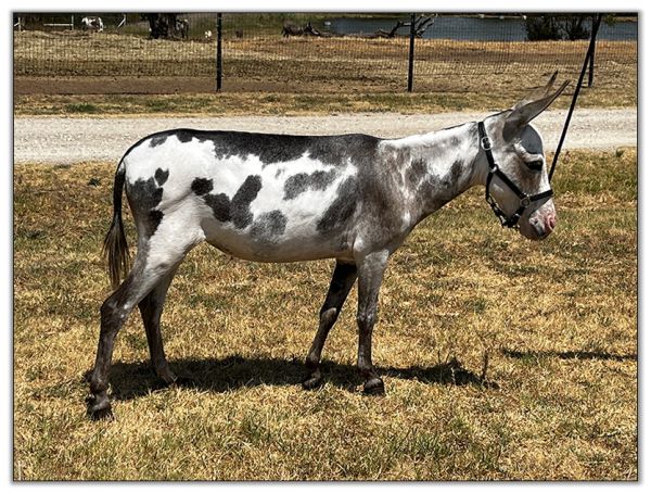 Substitute Lot 16A - Mi Lil Mini Grazia Sofia, spotted miniature donkey jennet selling on August 6th, 2022, at the North American Select Miniature Donkey Sale.