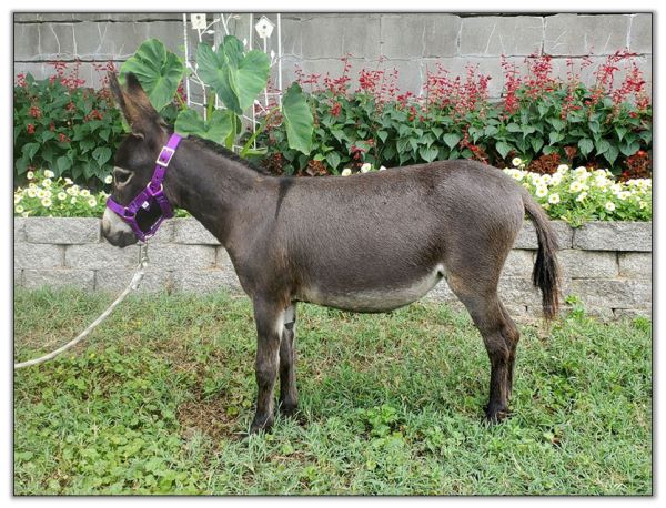 Lot 17 - Bainbridge's London Fog, miniature donkey jennet selling on August 6th, 2022, in the North American Select Miniature Donkey Sale.