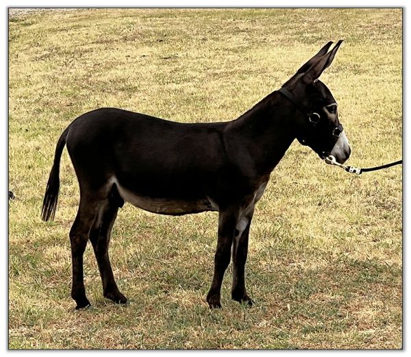 Lot 19 - Shortview's Nightfall, miniature donkey jack offered for sale on August 6th, 2022, at the North American Select Miniature Donkey Sale in Corwith, Iowa.