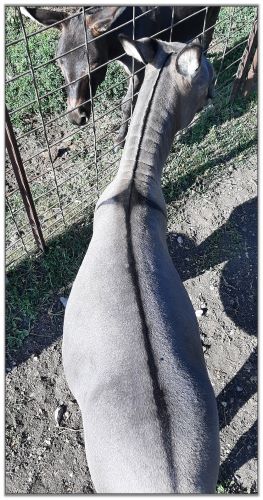 Lot 20 - SL's Paco, miniature donkey selling on August 6th, 2022, at the North American Select Miniature Donkey Sale in Corwith, Iowa.