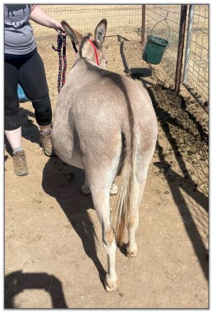 Lot 21 - Lit'l Rascals Crimson Rose and her 2022 Red-Roan Spot Jack Foal by her side selling on August 6th, 2022, at the North American Select Miniature Donkey Sale.