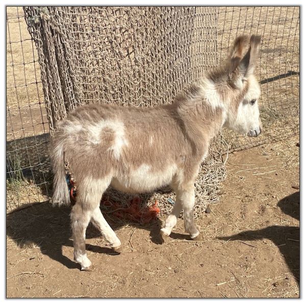 Lot 21 - Lit'l Rascals Crimson Rose and her 2022 Red-Roan Spot Jack Foal by her side selling on August 6th, 2022, at the North American Select Miniature Donkey Sale.