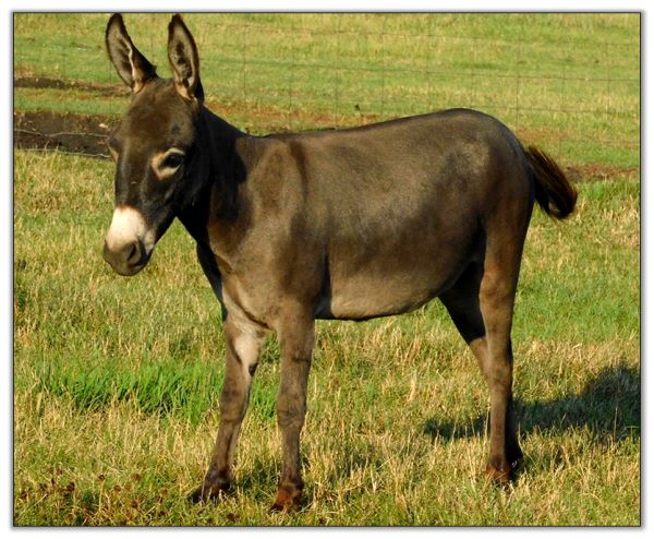 Lot 26 - Brown miniature donkey jennet selling on August 6th, 2022, at the North American Select Miniature Donkey Sale.