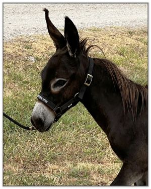 Lot 27 - Shortview's Giaccaloni, black miniature donkey jack offered for your consideration on August 6th, 2022, at the North American Select Miniature Donkey Sale.