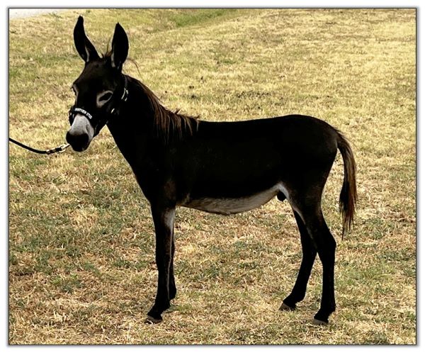 Lot 27 - Shortview's Giaccaloni, black miniature donkey jack offered for your consideration on August 6th, 2022, at the North American Select Miniature Donkey Sale.