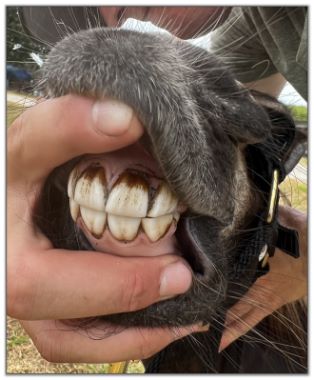 Lot 27 - Shortview's Giaccaloni, black miniature donkey jack offered for your consideration on August 6th, 2022, at the North American Select Miniature Donkey Sale.