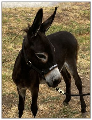 Lot 27 - Shortview's Giaccaloni, black miniature donkey jack offered for your consideration on August 6th, 2022, at the North American Select Miniature Donkey Sale.