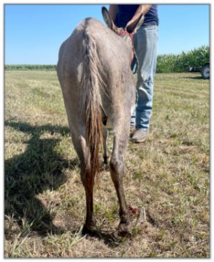 Lot 31 - N&D Lonestar Lorenna, miniature donkey jennet bred for 2023, offered for sale on August 6th, 2022, at the North American Select Miniature Donkey Sale in Corwith, Iowa.