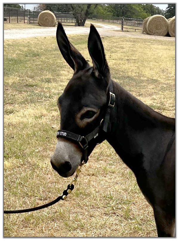 Lot 34 - Shortview's Lady Antebellum, miniature donkey jennet selling on August 6th, 2022, at the North American Select Miniature Donkey Sale in Corwith, Iowa.