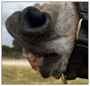 Lot 34 - Shortview's Lady Antebellum, miniature donkey jennet selling on August 6th, 2022, at the North American Select Miniature Donkey Sale in Corwith, Iowa.