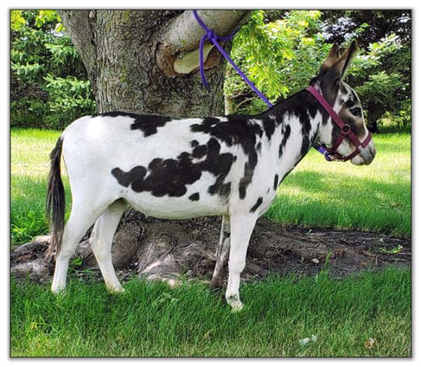 Lot 4 - Storylands Patsy, black and white spotted jennet selling in the North American Select Miniature Donkey Sale in Corwith, Iowa on August 6, 2022.