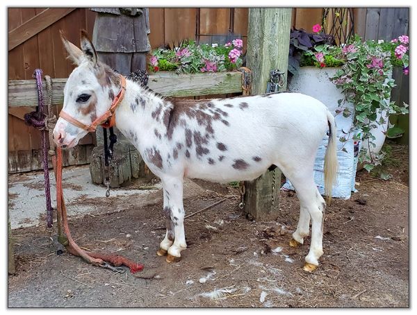 Lot 5 - Bainbridges Michelangelo, tyger spotted jack selling in the North American Select Miniature Donkey Sale in Corwith, Iowa on August 6th, 2022.