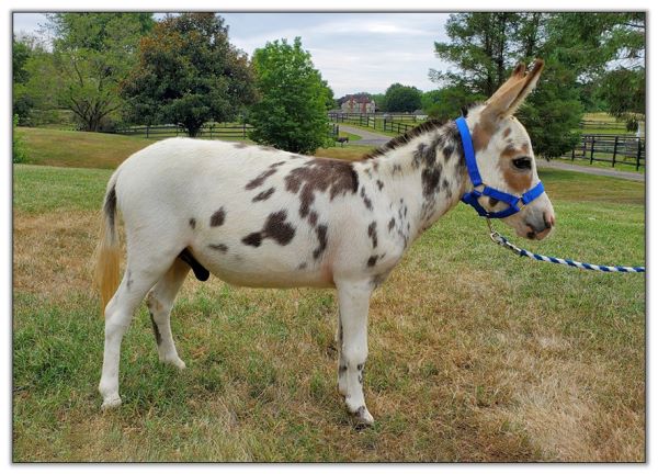 Lot 5 - Bainbridges Michelangelo, tyger spotted jack selling in the North American Select Miniature Donkey Sale in Corwith, Iowa on August 6th, 2022.