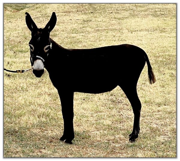 Lot 6 - Swanthrorpe Copper Star, black miniature donkey jack selling on August 6th, 2022, in the North American Select Miniature Donkey Sale in  Corwith, Iowa.