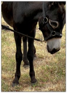 Lot 6 - Swanthrorpe Copper Star, black miniature donkey jack selling on August 6th, 2022, in the North American Select Miniature Donkey Sale in  Corwith, Iowa.