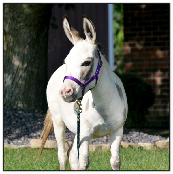 Continental Jewel's Judith, Lot 7 at the North American Select Miniature Donkey Sale in Corwith, Iowa on August 6th, 2022.