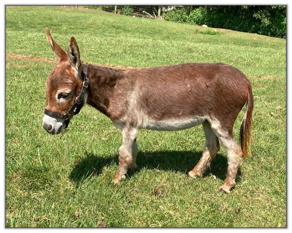 Lot 8 - Oakwood Farms Jessie, dark red jennet, offered for your consideration in the North American Select Miniature Donkey Sale in Corwith, Iowa on August 6th, 2022.